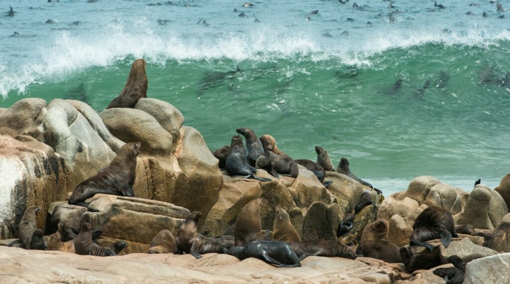 Colonie d'otaries à fourrure sur la côte Squelette au large du Cape Cross.