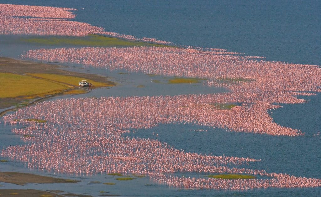 flamants roses lac nakuru kenya