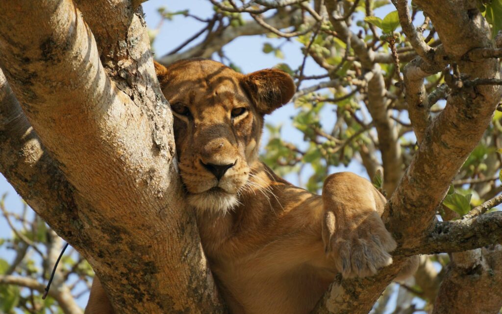 lion arboricole parc national queen elizabeth ouganda