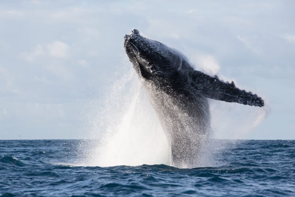 lodge baleine sao tome principe excursion mer