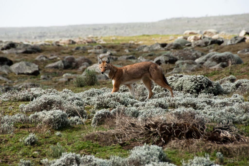Loup d'Abyssinie dans le Parc National du Simien en Ethiopie.