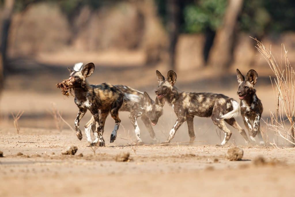 African,Wild,Dog,Pups,Eating,From,A,Prey,In,Mana