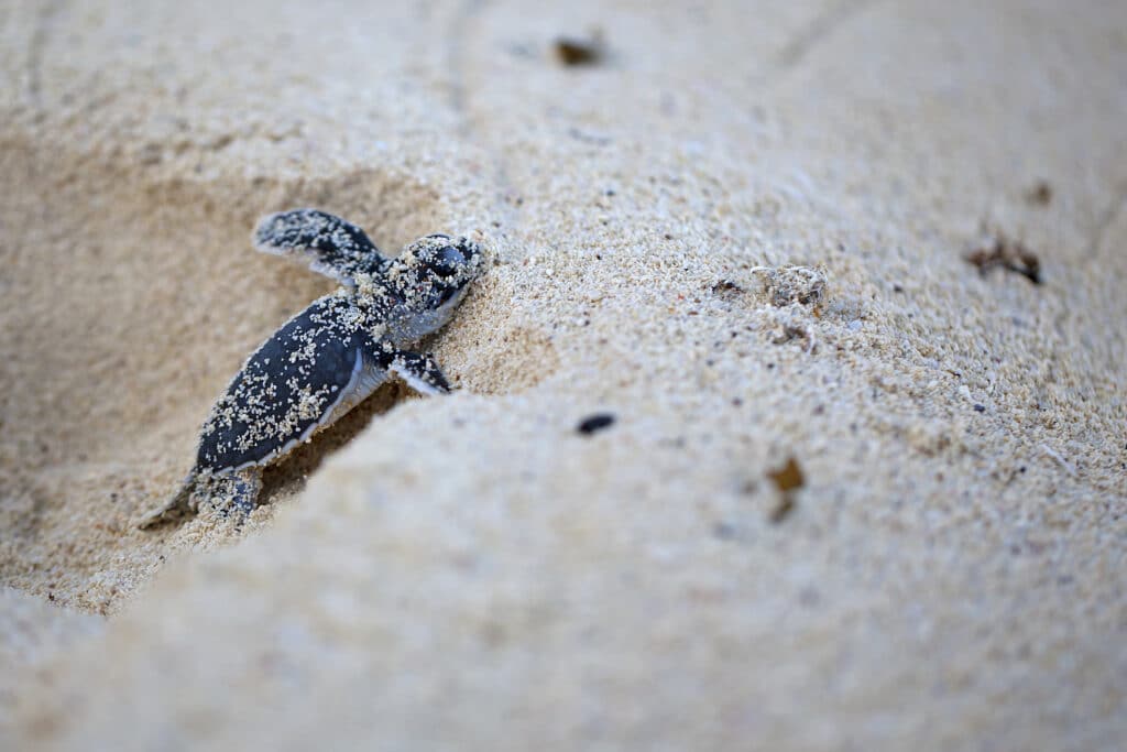 Naissance d'une tortue sur une plage de l'ile de Mafia.