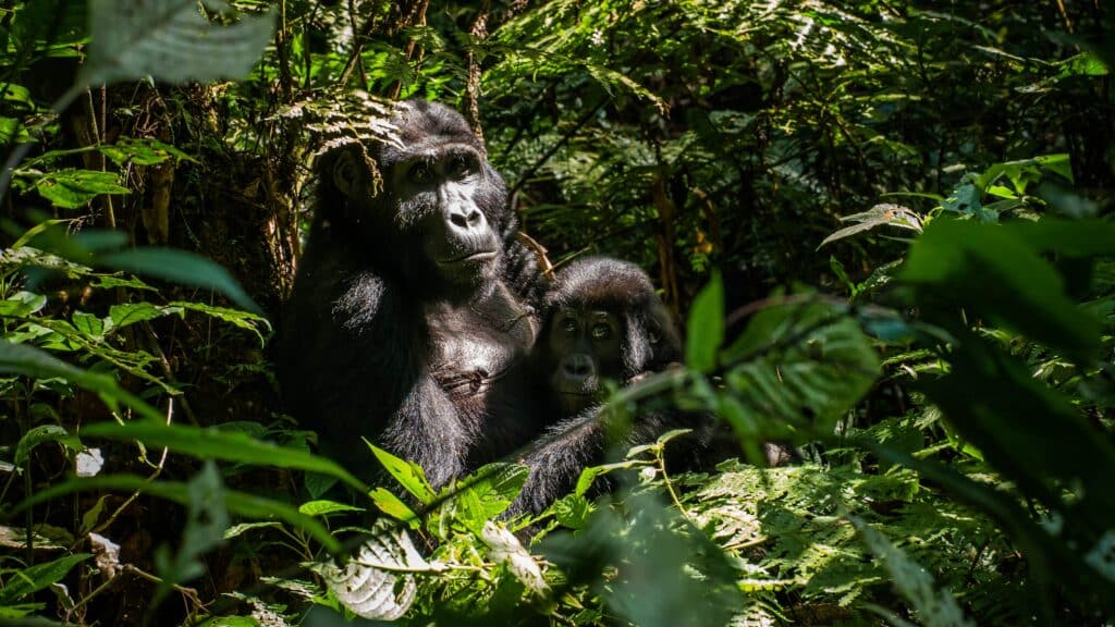 nid famille de gorilles foret de bwindi ouganda