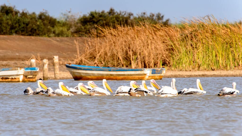 Pelican,In,The,Djoudj,National,Bird,Sanctuary,,Senegal.,Unesco,World