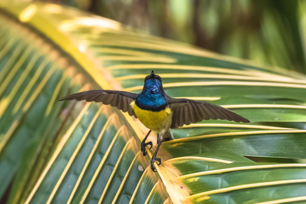 Observation de l'avifaune tropicale de Sao Tome et Principe.