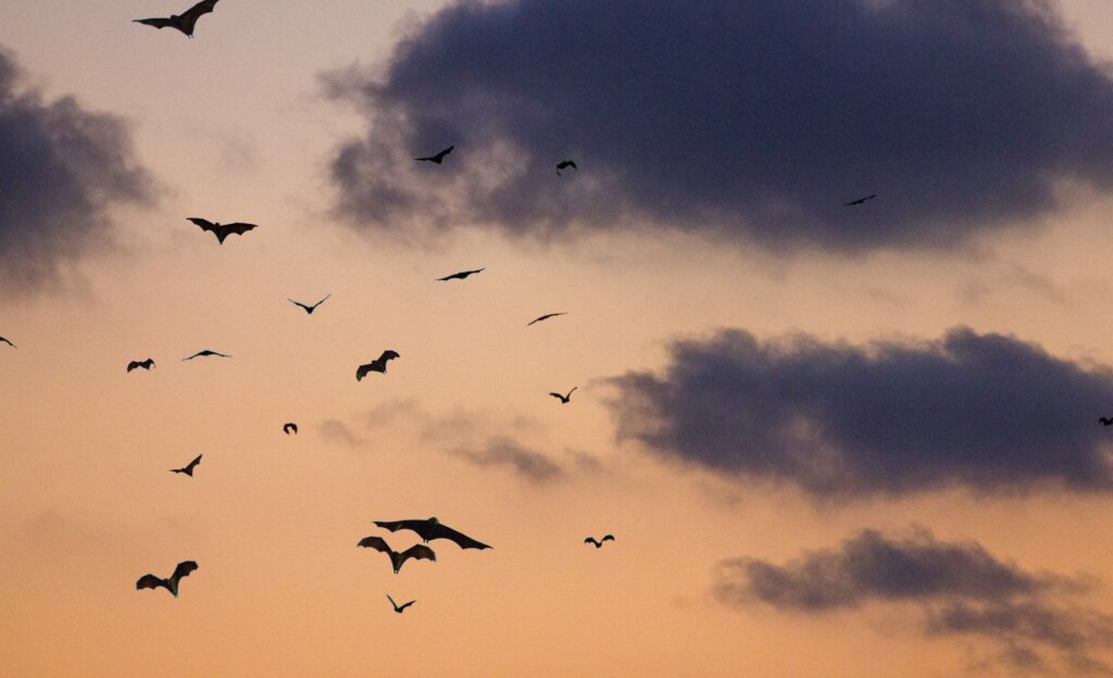 observation migration chauve souris zambie