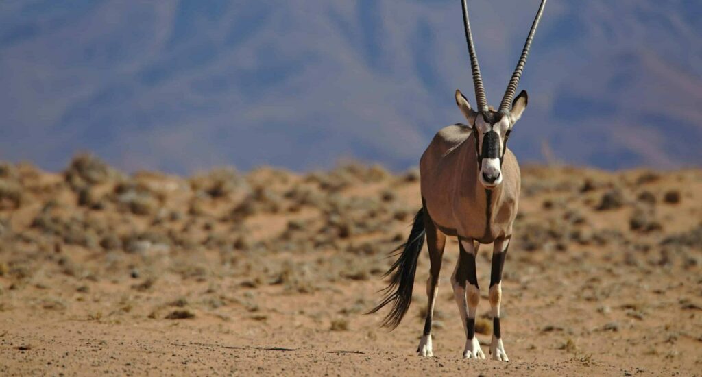 Oryx dans le parc national d'Etosha en Namibie