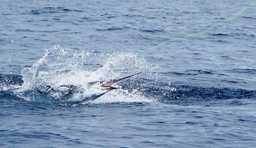 Pêche à l'espadon bleu au large de Sao Tomé.