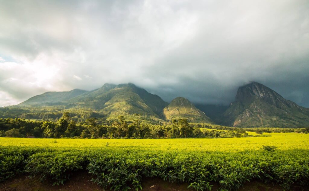 plantation thé massif Mulanje Malawi