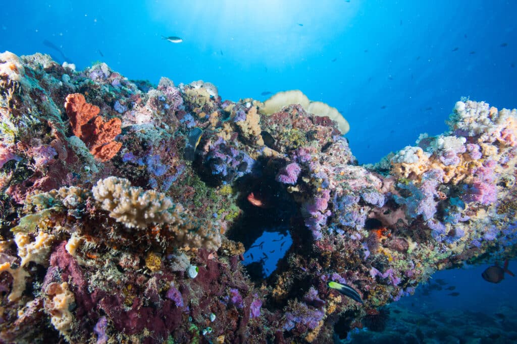 Anthias,Or,Goldies,Swimming,Around,A,Croal,And,Sponge,Covered