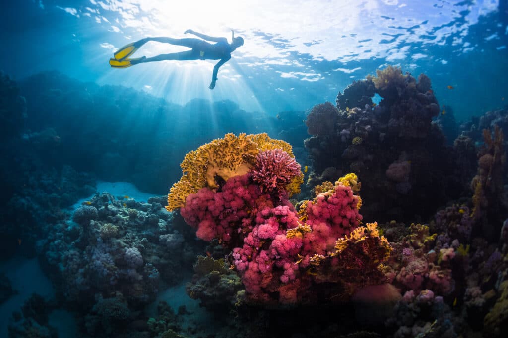 Plongée sous-marine dans la mer Rouge en Égypte.