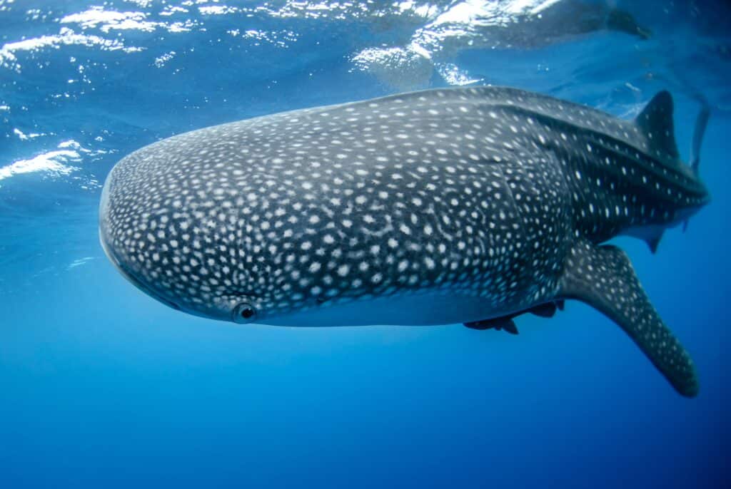 plongee sous marine requin baleine large Pemba Zanzibar