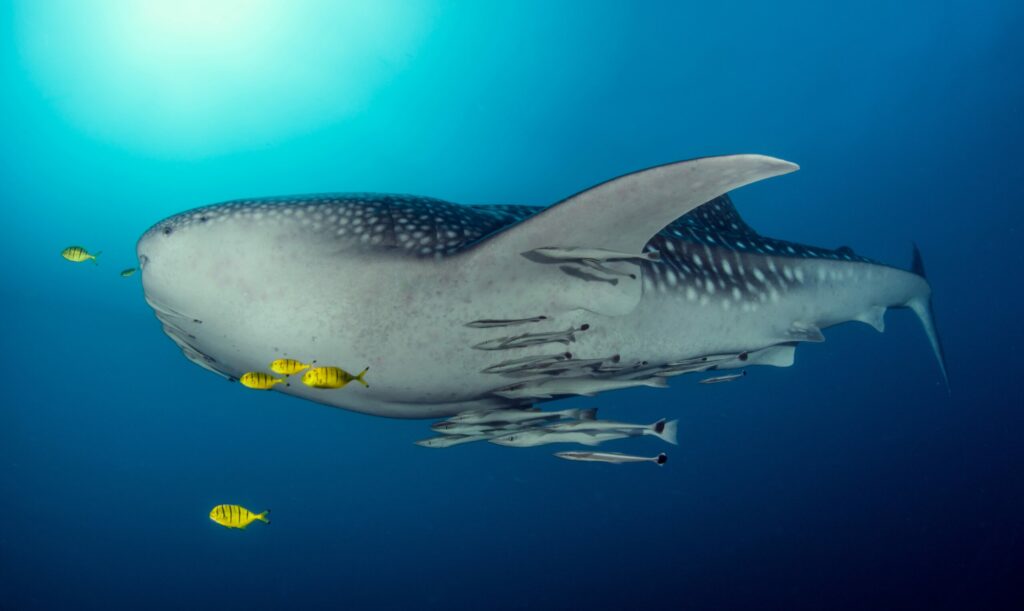 requin baleine plongee archipel quirimbas
