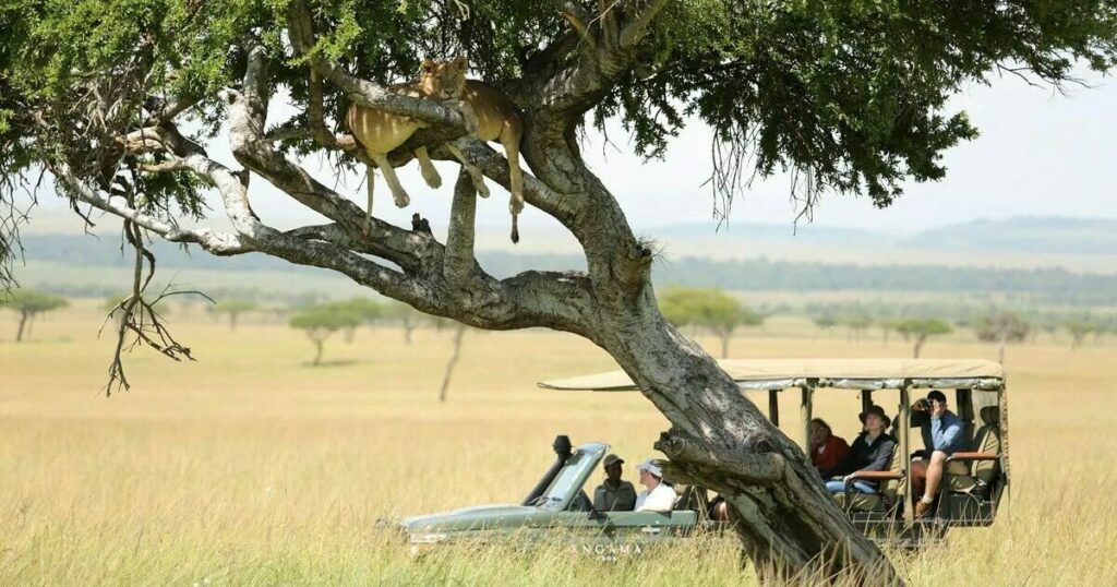 safari big V lion arboricole masai mara kenya