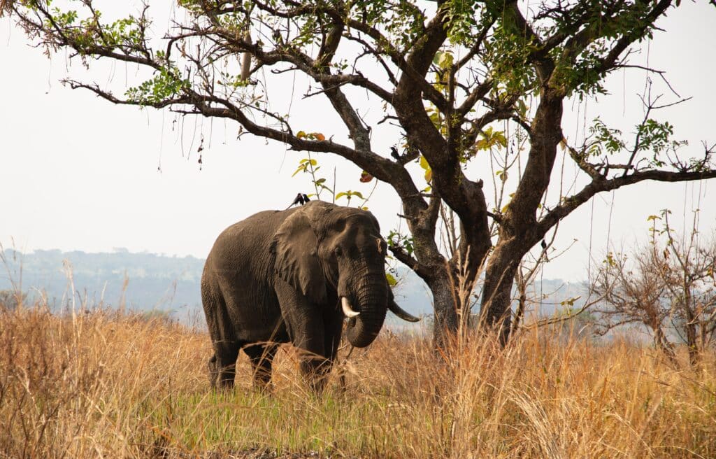 safari big V murchison falls national parc ouganda