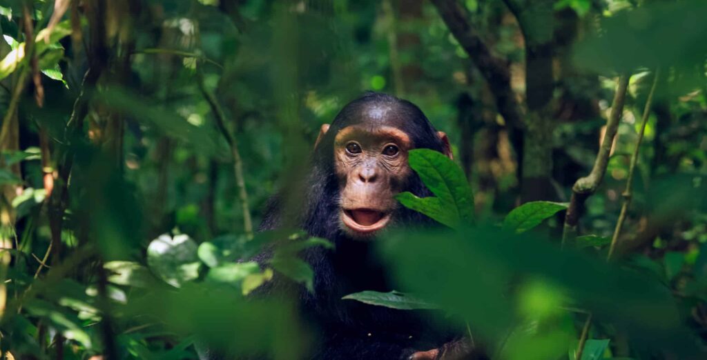 Juvenile,Chimp,At,Kibale,National,Park