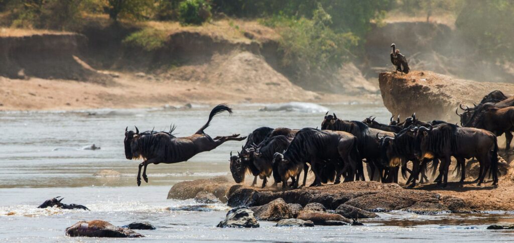 traversee riviere mara grande migration des gnous kenya