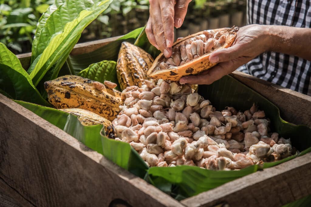 Visite de la fabrique historique de cacao de Sao Tome et Principe.