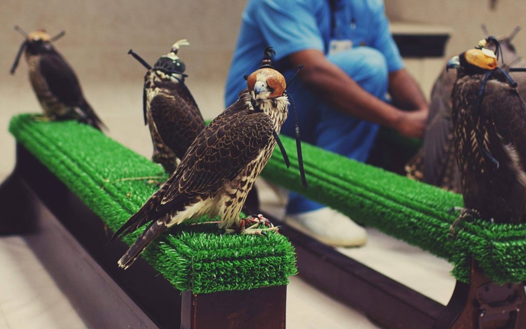 Falcons,Waiting,To,Be,Examined,In,Falcon,Hospital,,Abu,Dhabi,