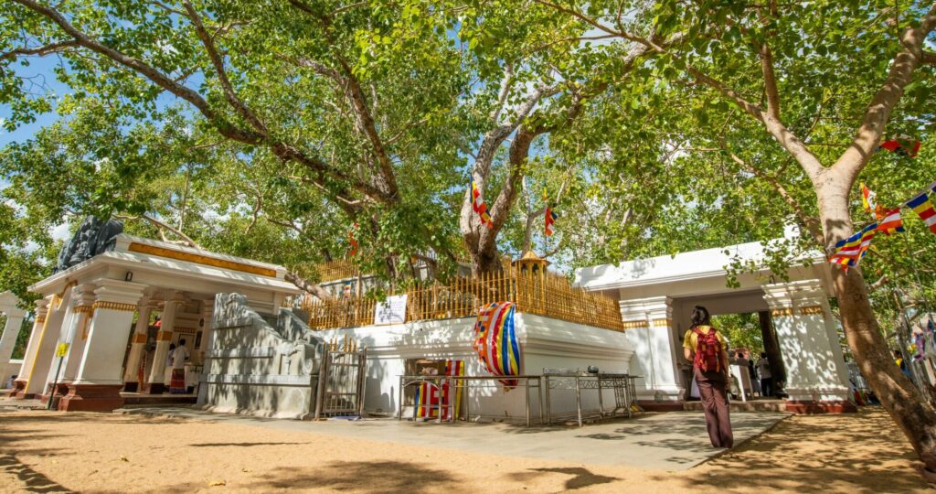 Arbre de eveil anuradhapura lieu culte bouddhiste sri lanka