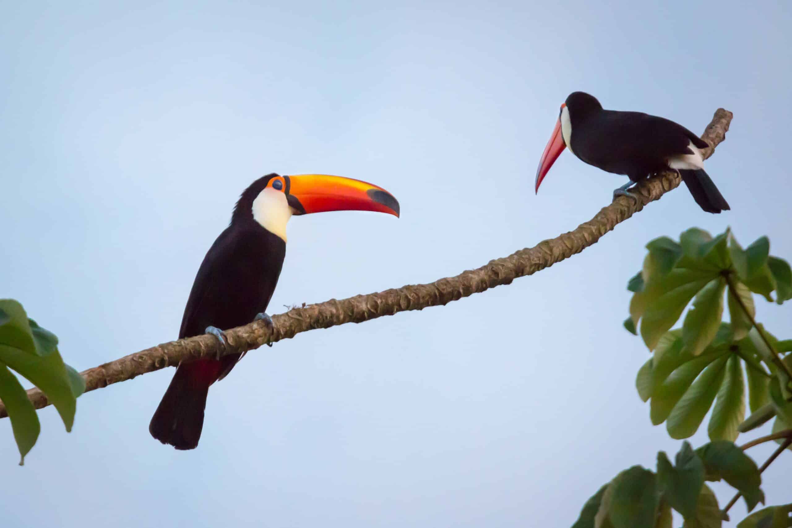 Toucans sur une branche à Iguazu, Argentine