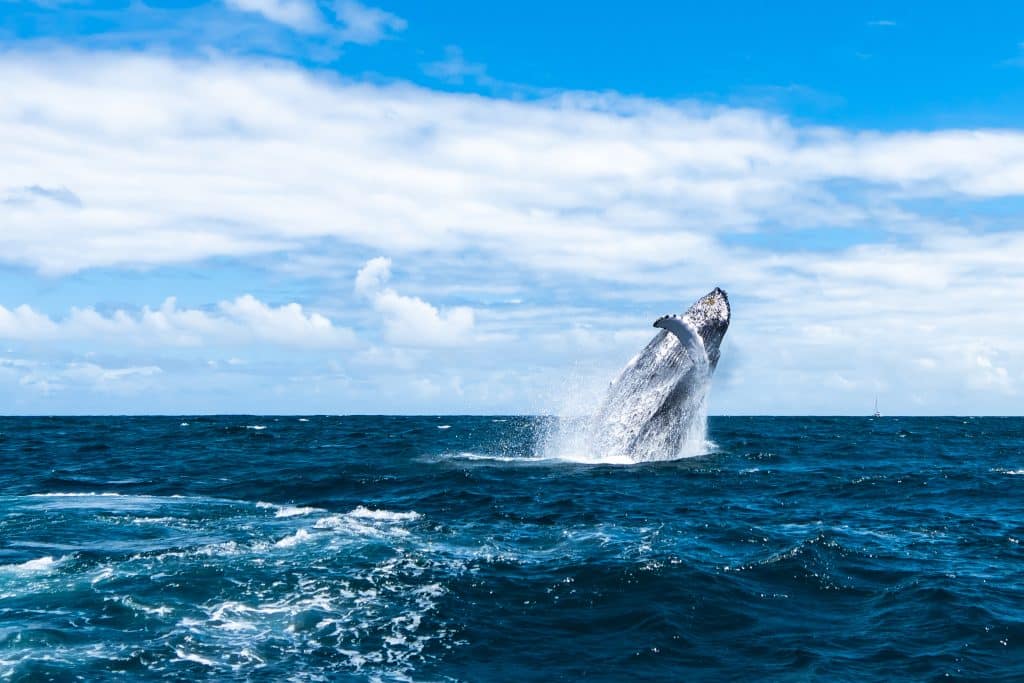 Humpback,Whale,In,The,Atlantic,Ocean,In,The,Dominican,Republic