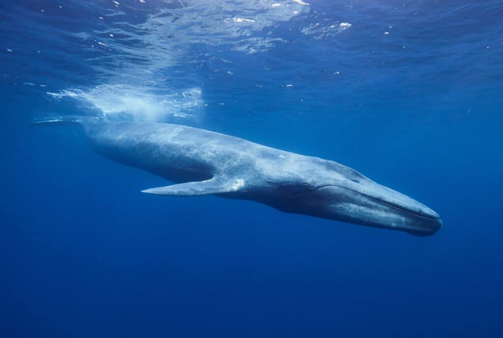 Blue,Whale,In,Mirissa,Srilanka
