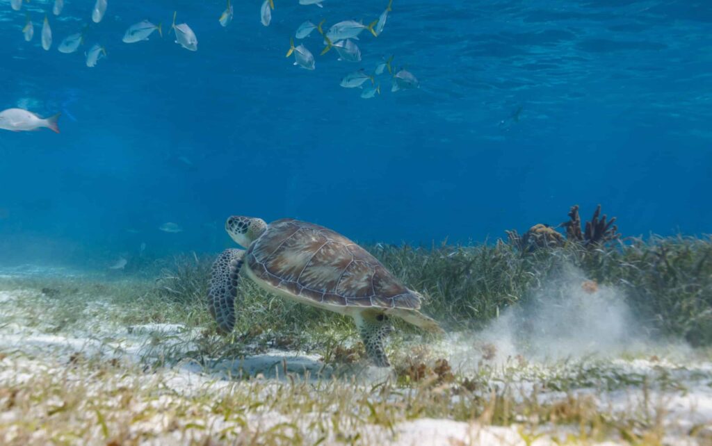 School,Of,Fish,And,Green,Sea,Turtle,,Chelonia,Mydas,,Swimming
