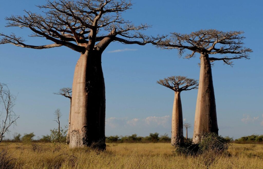 Baobabs paysage madagascar
