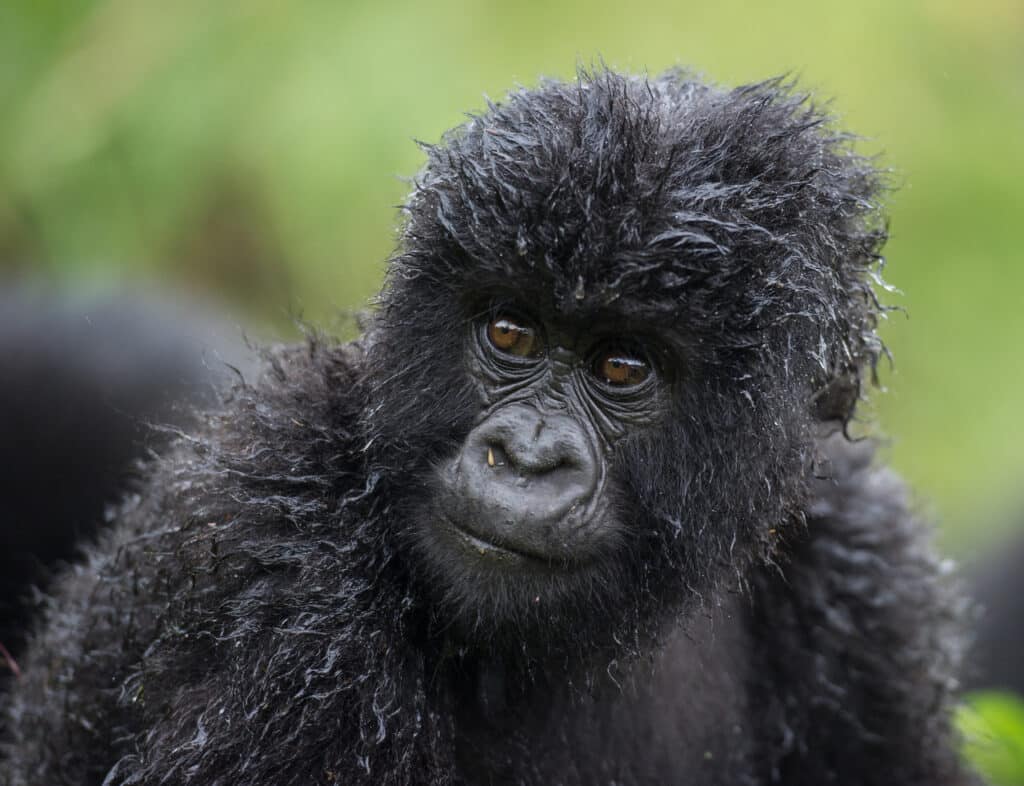 Bébé gorille dans le parc national des volcans au Rwanda.