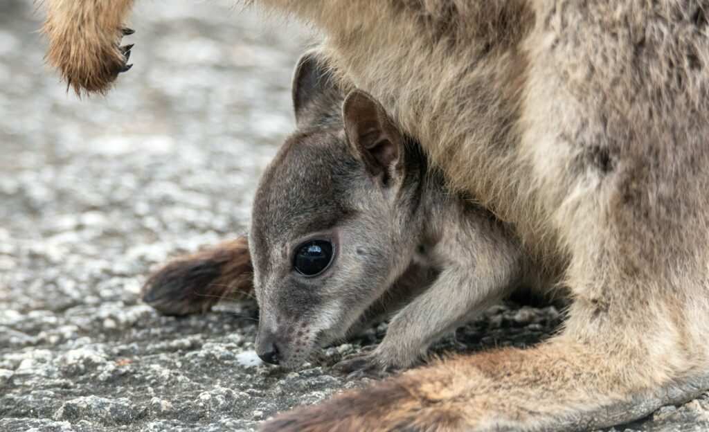 Bebe kangourou kangaroo island australie