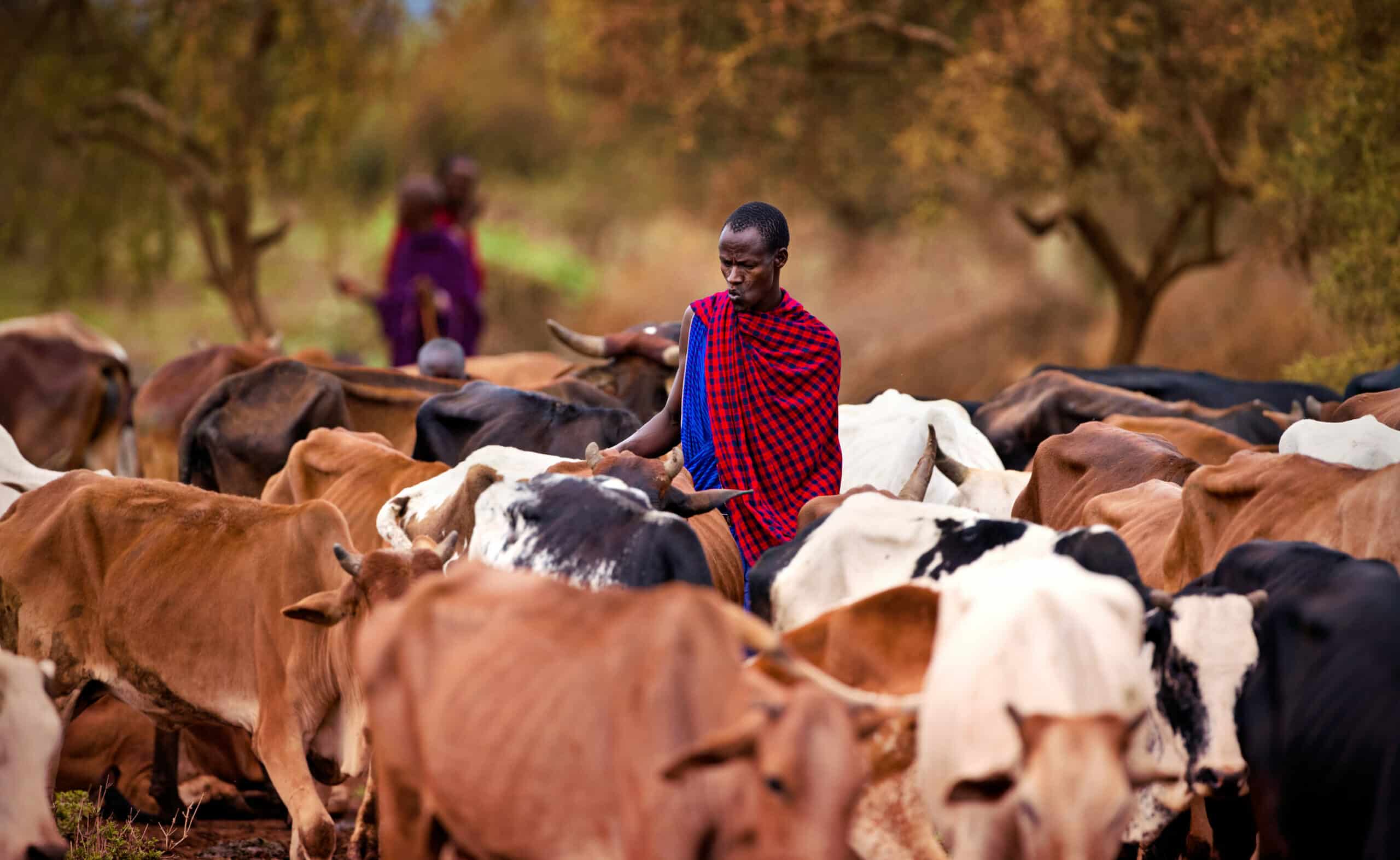 Rencontre en terre Massai