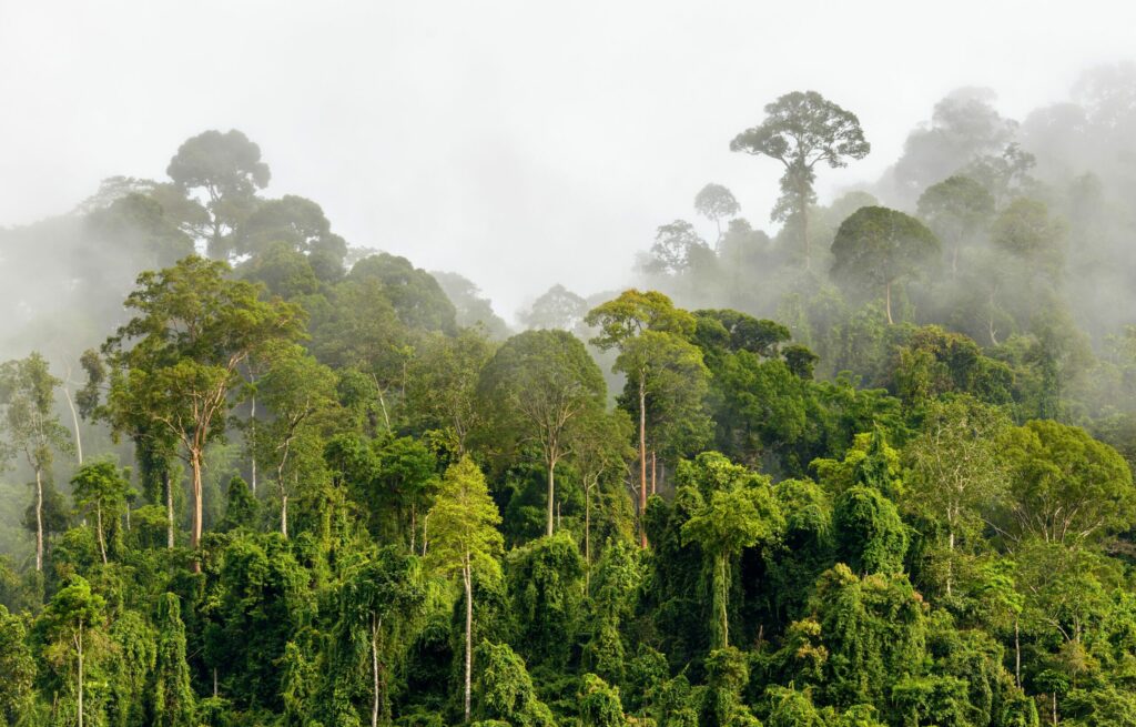 Brume dans la foret tropicale de Borneo Malaisie