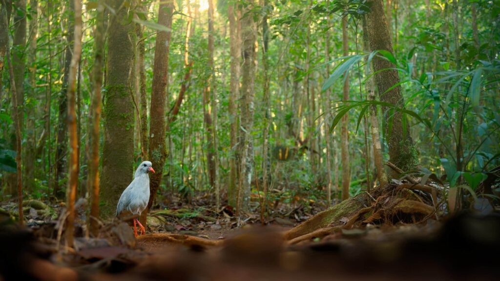 Kagu,Or,Cagou,,Kavu,Or,Kagou, ,Rhynochetos,Jubatus,Crested