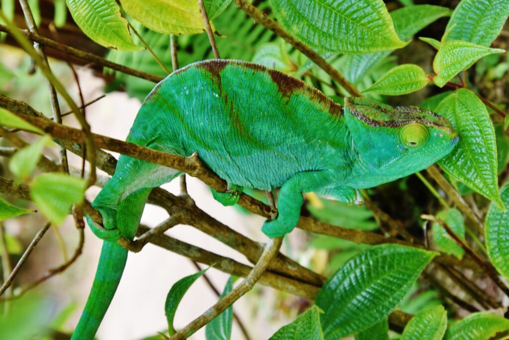 Cameleon reserve de Lokobé ile de Nosy Be