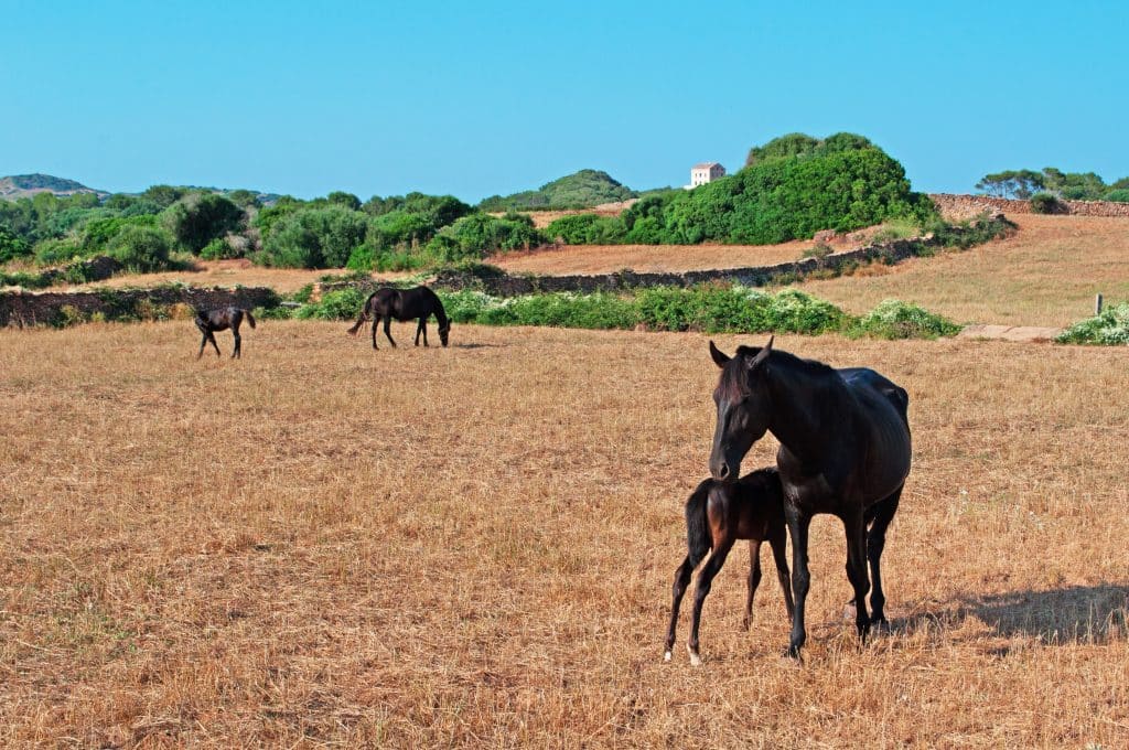 Menorca,,Balearic,Islands:,Horses,In,The,Minorcan,Countryside,On,July
