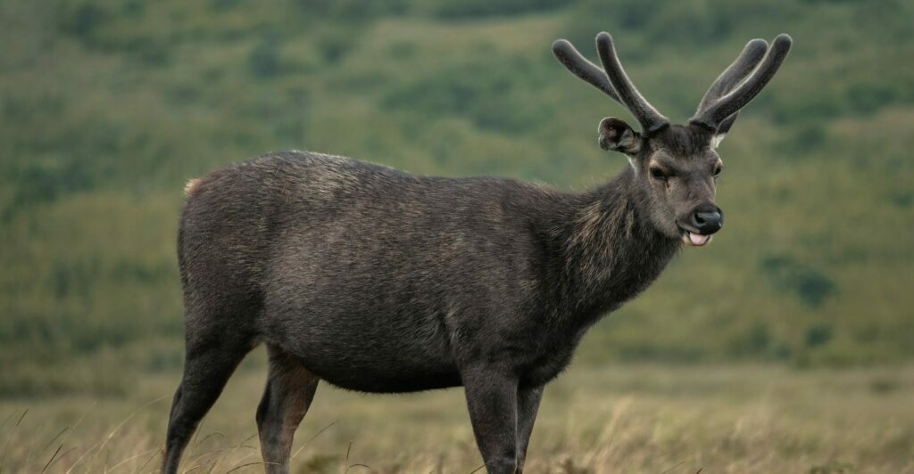 Cerf sambar horton plains sri lanka