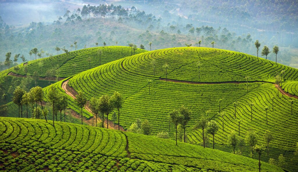 Champs de thé Munnar Inde du Sud