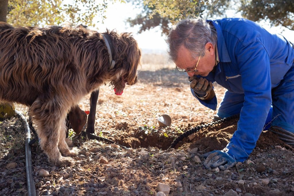 Male,Farmer,Kneeling,On,Soil,And,Smelling,A,Black,Truffle