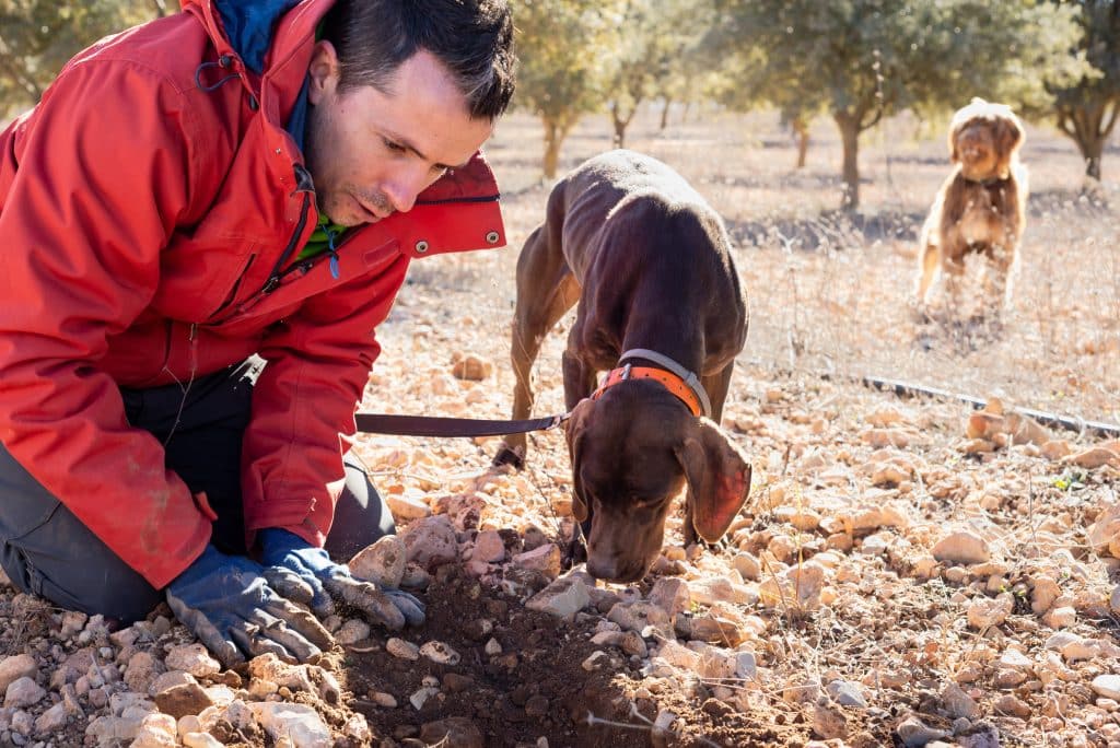 Male,Farmer,Working,With,His,Dogs,In,Black,Truffle,Hunting.