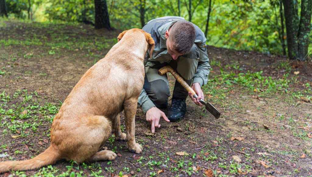 Paladini,,Coratia, ,September,26,,2022:,Truffle,Hunter,With,Dog