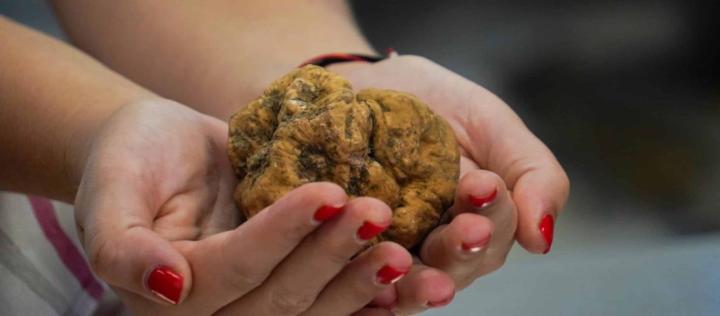 Female,Hands,Holding,Gigantic,White,Fresh,Truffle