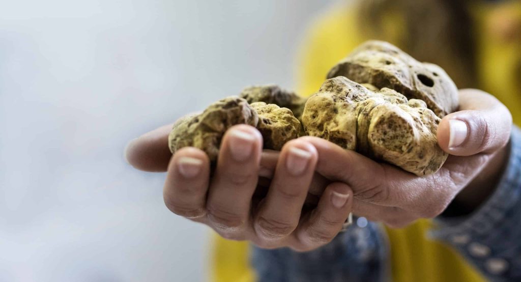 Woman,Hands,Holding,Italian,White,Fresh,Truffles.