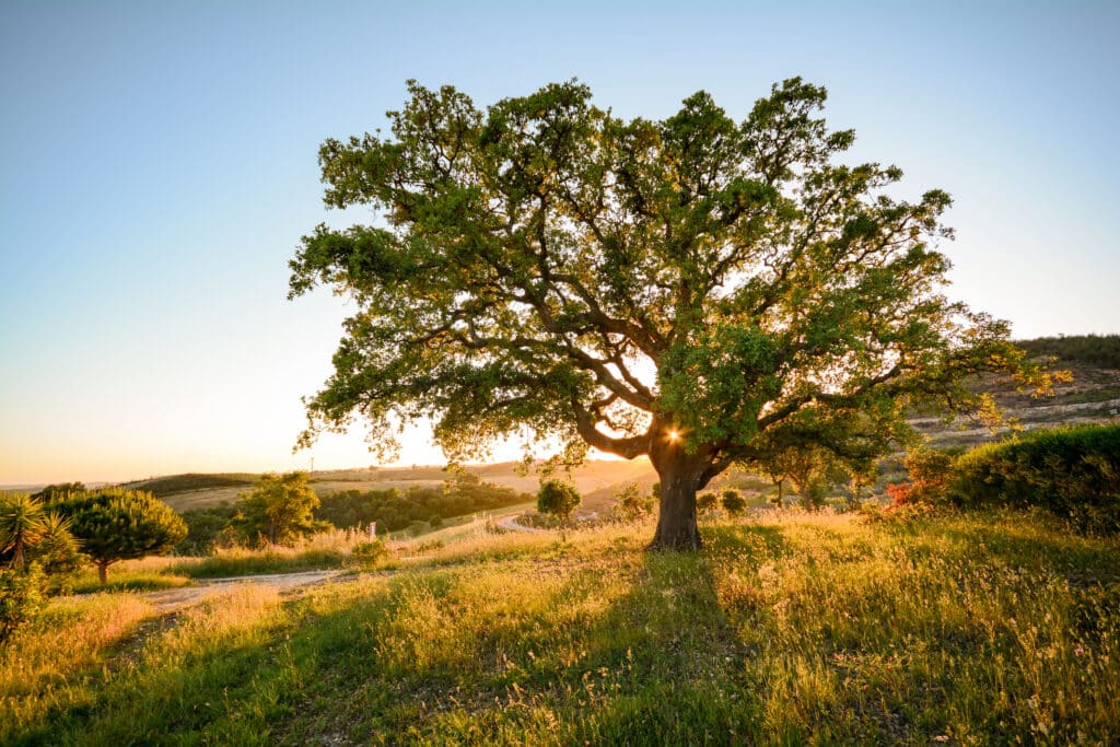 Cork,Oak,Tree,(quercus,Suber),In,Evening,Sun,,Alentejo,Portugal