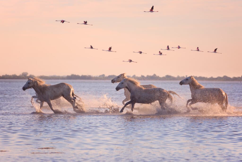 Beautiful,White,Horses,Running,On,The,Water,Against,The,Background