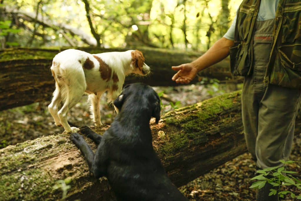 Man,With,Five,Dogs,Searching,For,White,And,Black,Truffle
