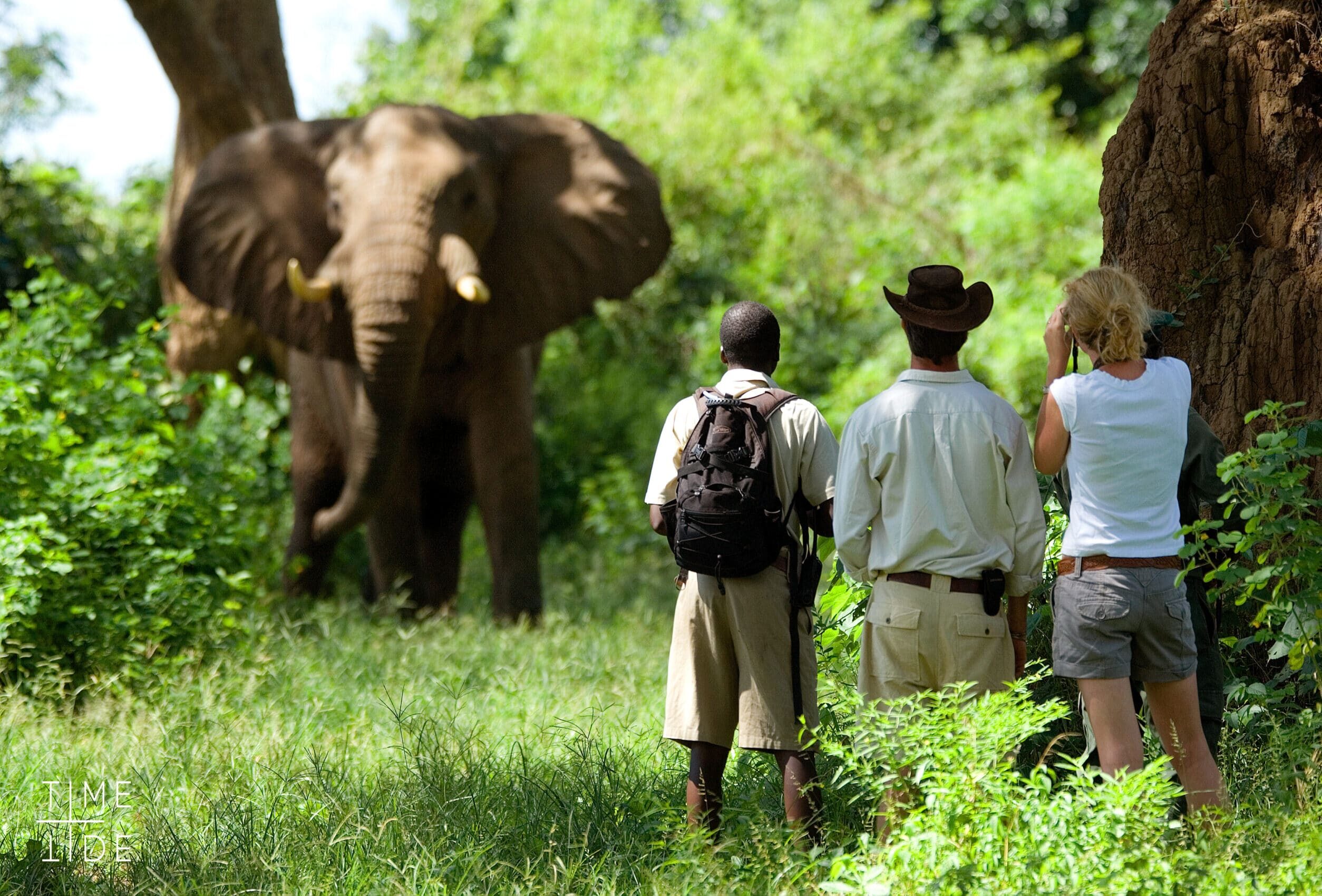 Chongwe Zambia safari a pied lower zambezi elephants foret zambie