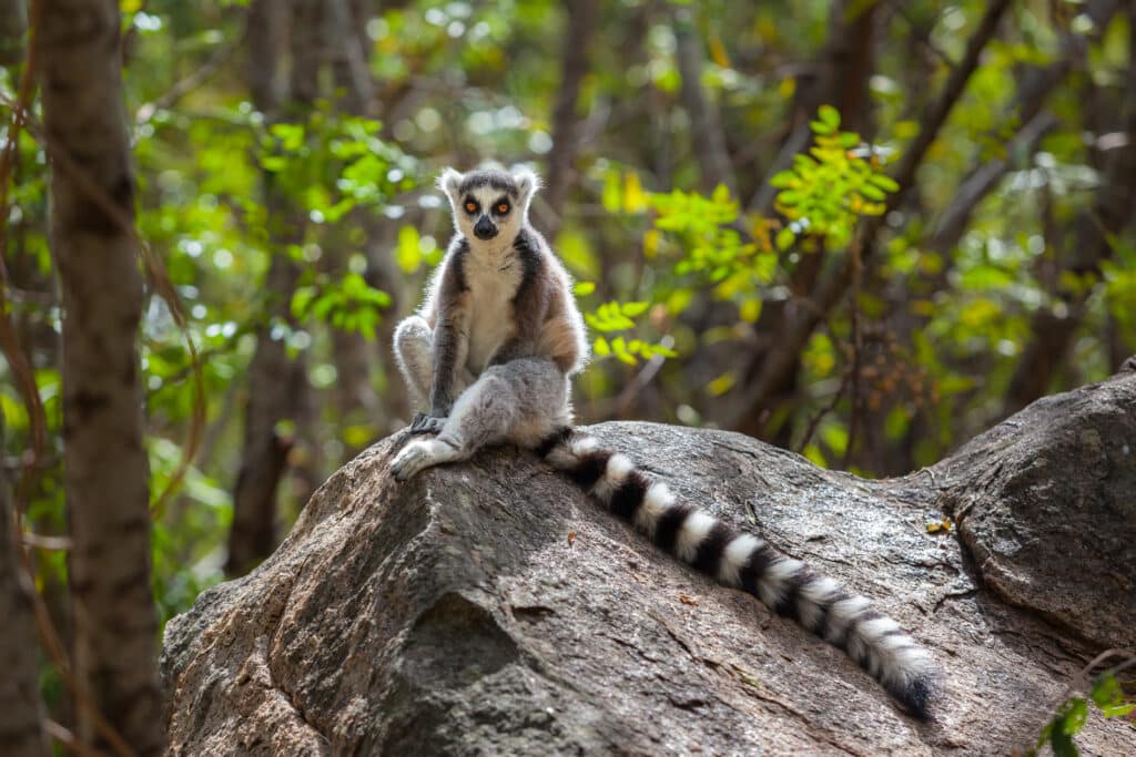 Ring,Tailed,Lemur,In,Wild,Ranomafana,National,Park