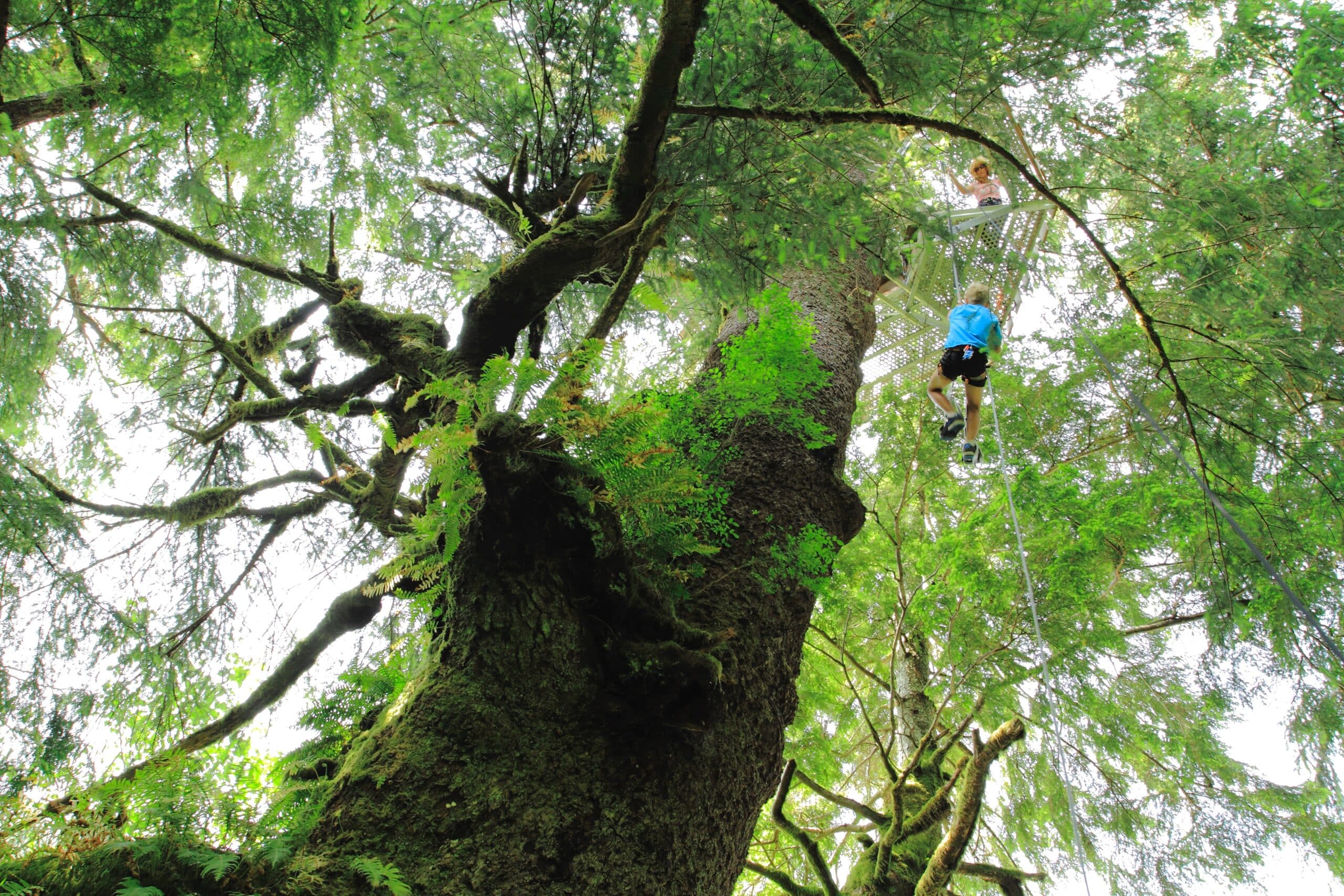 Accrobranche dans la forêt depuis le Clayoquot Wilderness Resort au Canada, un écolodge.